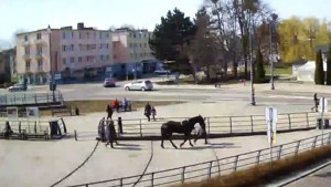 Malbork. Koń uciekł ekipie filmowej i biegał po centrum miasta. Zobacz nagranie.
