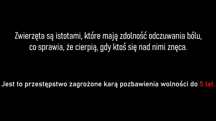 Gmina Stegna. Skrajnie zaniedbany i umierający pies na jednej z posesji…