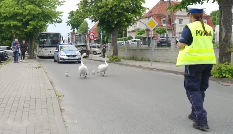 PTASIA RODZINA W POLICYJNEJ ESKORCIE - WIDEO i FOTO