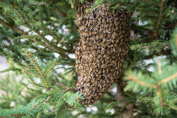 Owady błonkoskrzydłe, zadymienie w aucie i kolizja – tygodniowy raport…