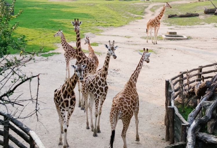 Wakacyjna wyprawa do gdańskiego ZOO. Gmina Malbork zaprasza dzieci na…